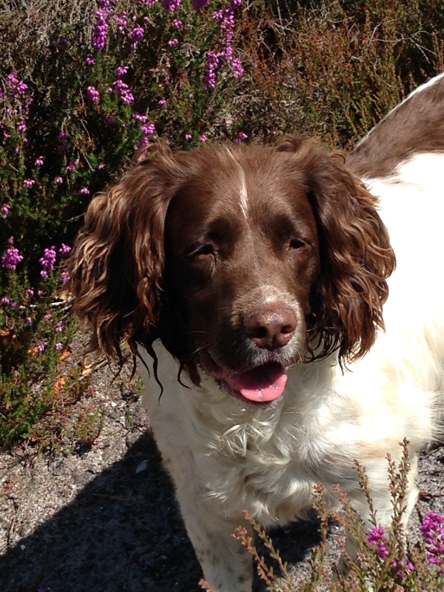 Springer spaniel best sale cross bichon frise